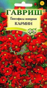 цветы Гипсофила изящная Кармин ГАРВИШ