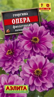 цветы Георгина Опера Фиолетовая АЭЛИТА