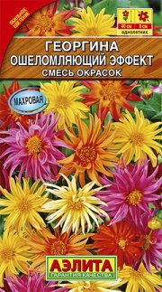 цветы Георгина Ошеломляющий эффект АЭЛИТА