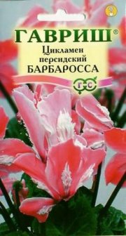 цветы Цикламен Барбаросса ГАВРИШ