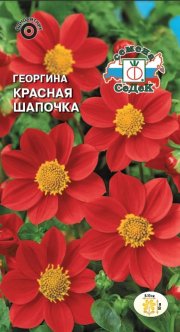 цветы Георгина Красная шапочка (красная)  СЕДЕК