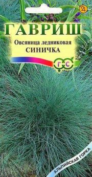 цветы Овсяница ледник. Синичка ГАВРИШ