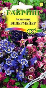 цветы Аквилегия Бидермейер ГАВРИШ