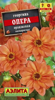 цветы Георгина Опера оранжевая махровый АЭЛИТА