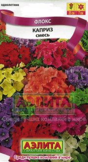 цветы Флокс Каприз АЭЛИТА