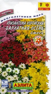 цветы Хризантема Бархатная осень корейская АЭЛИТА