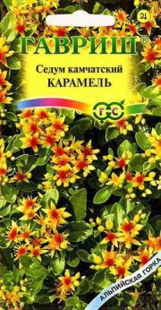 цветы Очиток (Седум) Карамель камчатский ГАВРИШ