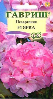 цветы Пеларгония зональная Ярка ГАВРИШ