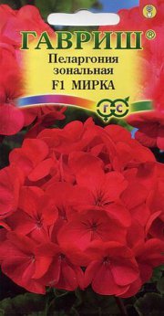 цветы Пеларгония зональная Мирка ГАВРИШ