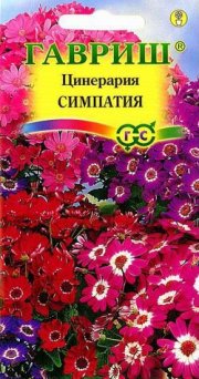 цветы Цинерария Симпатия цветущая гибридная ГАВРИШ
