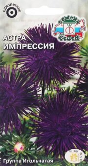 цветы Астра Импрессия (игольчатая, тёмно-фиолетовая) СЕДЕК