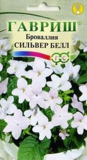 цветы Броваллия Сильвер Белл ГАВРИШ