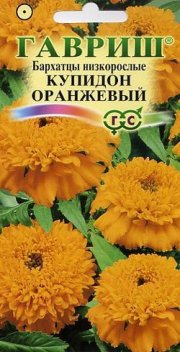 цветы Бархатцы Купидон оранж  ГАВРИШ