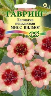 цветы Лапчатка Мисс Вильмот ГАВРИШ