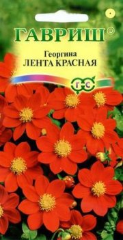 цветы Георгина Лента красная ГАВРИШ