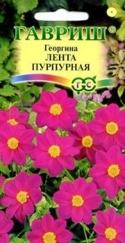 цветы Георгина Лента пурпурная ГАВРИШ