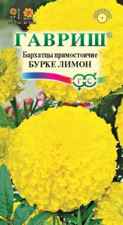 цветы Бархатцы Бурке Лимон ГАВРИШ