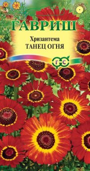 цветы Хризантема Танец огня ГАВРИШ