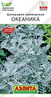 цветы Цинерария Океаника АЭЛИТА