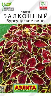 цветы Колеус Бургундское вино балконный АЭЛИТА
