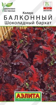 цветы Колеус балконный Шоколадный бархат АЭЛИТА