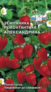 земляника Александрина ( мелкоплодная ремонтант.) СЕДЕК