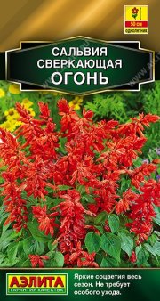 цветы Сальвия Огонь сверкающая АЭЛИТА