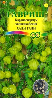 цветы Кардиоспермум халикакабский Хали-Гали ГАВРИШ