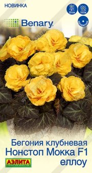 цветы Бегония Нонстоп мокка F1 еллоу АЭЛИТА