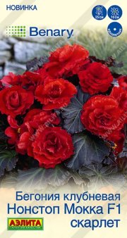 цветы Бегония Нонстоп мокка F1 скарлет АЭЛИТА