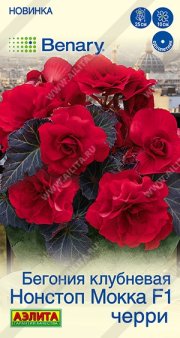 цветы Бегония Нонстоп мокка F1 черри АЭЛИТА