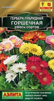 цветы Гербера Горшечная, смесь сортов F2 АЭЛИТА