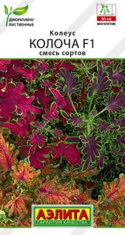 цветы Колеус Колоча F1, смесь сортов АЭЛИТА