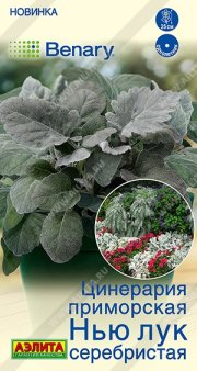 Цветы Цинерария Нью Лук серебристая АЭЛИТА