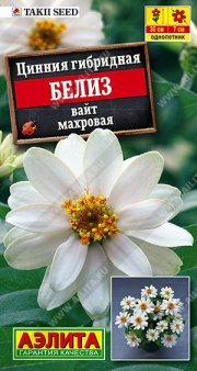 Цветы Цинния Белиз вайт махровая АЭЛИТА