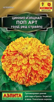 цветы Цинния Поп арт голд ред страйпс АЭЛИТА