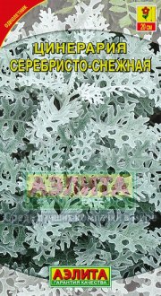 Цветы Цинерария Серебристо-снежная АЭЛИТА