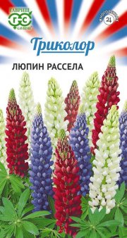 цветы Люпин Триколор смесь рассела ГАВРИШ