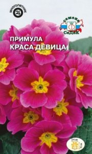 цветы Примула Краса девица СЕДЕК