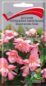 цветы Бегония Розовый фонтан F1 клубневая ГАВРИШ серия Русский богатырь