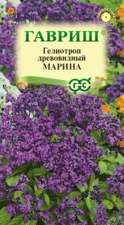 цветы Гелиотроп Марина ГАВРИШ