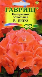 цветы Пеларгония зональная Йитка ГАВРИШ
