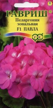 цветы Пеларгония зональная Павла ГАВРИШ