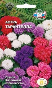цветы Астра Тарантелла,карлик смесь СЕДЕК