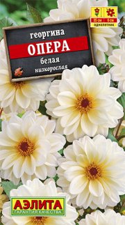цветы Георгина Опера белая АЭЛИТА