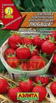 земляника Любаша крупноплодная ремонтантная АЭЛИТА