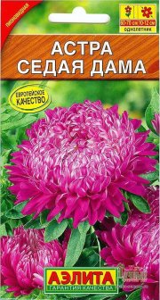 цветы Астра Седая Дама АЭЛИТА