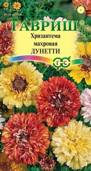 цветы Хризантема Дунетти махровая ГАВРИШ