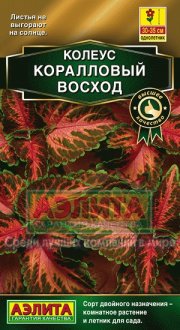 цветы Колеус Блюме Коралловый Восход АЭЛИТА