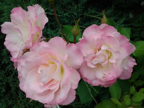 Роза флорибунда шарль азнавур фото и описание